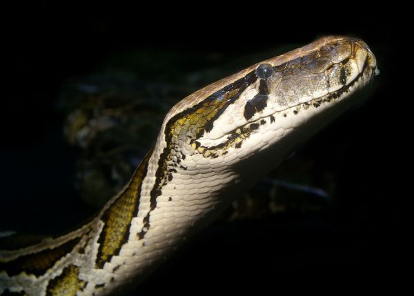 Burmese Python Burmese Python